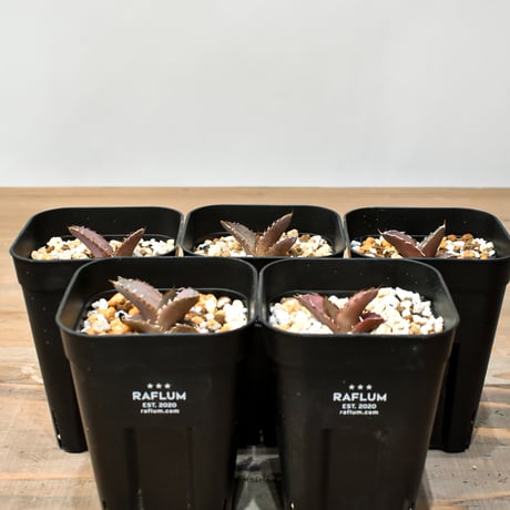 Agave オアハカ　実生株　アガベ Agave オアハカ 実生株 アガベ agave-oteroi-oaxaca-seed_01-