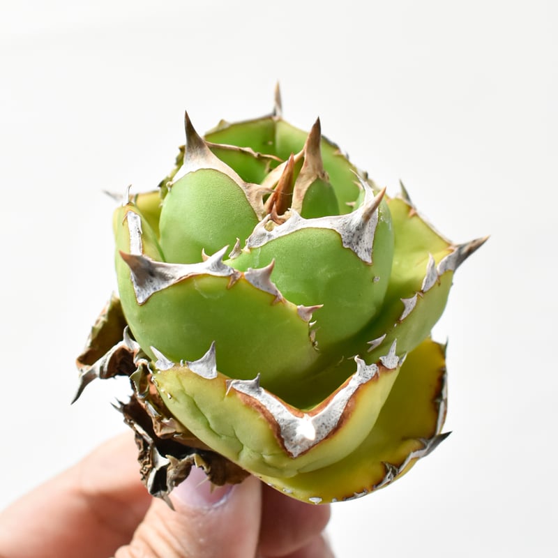 アガベ　達磨　dennis000 発根済み子株 アガベ 達磨 dennis000 発根済み子株 アガベ Dennis 達磨 子株 Agave