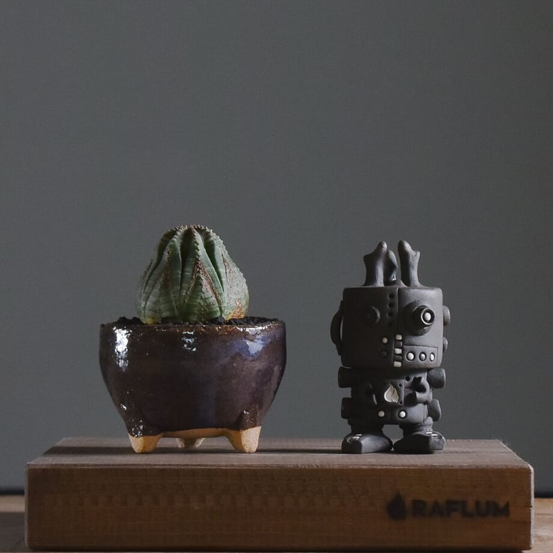 ユーフォルビア オベサ /オールド オベサ【根強い人気！！木質化の