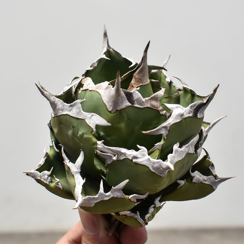 ボール型美形【中株】アガベチタノタcrab 螃蟹 ボール型美形【中株】アガベチタノタcrab 螃蟹