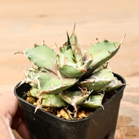 コピアポア グリセオビオラセア 