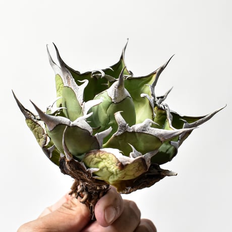 アガベ チタノタ "精品ハデス" / 精品黒帝斯、精品恐竜牙歯 【台湾 dragon agave産/中株/抜き苗】RF25011702