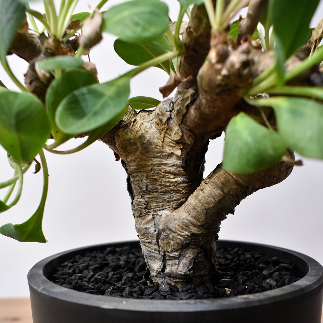 ユーフォルビア イトレメンシス RFHK25011537 | RAFLUM / ラフラム｜東