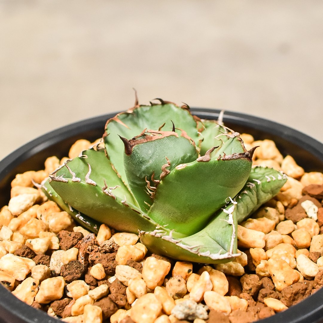 FLSTS　鉢付き　寒冷地国内実生　アガベ　モンタナ　低重心⑤ アガベ モンタナ | GREEN LUCK