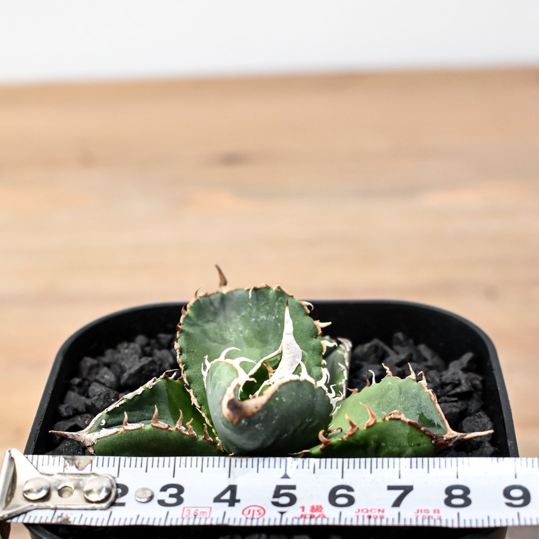 アガベ　チタノタ　dennisB05 子株　青犀牛 アガベ チタノタ dennisB05 子株 青犀牛 - メルカリ