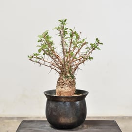 11月29日(水) 20:00 】360°A面クラスの代表DECOコレクション株を一挙大