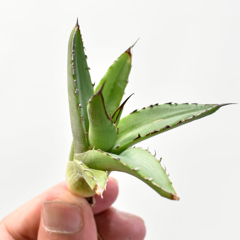 アガベ Dennis ハイブリッド 笹之雪x嚴龍（026鬼爪）【台湾DENNIS産