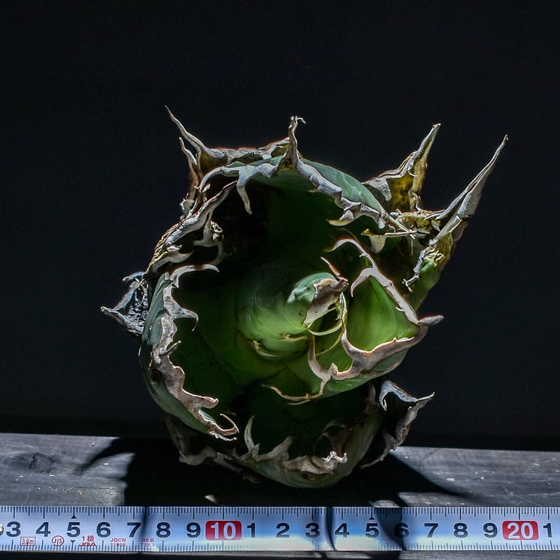 【5号】アガベ オアハカ チタノタオテロイ アガベ オアハカ オテロイ/ox-05 | アガベ専門店 モンスターハウス