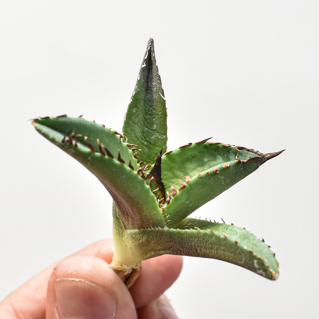 アガベ チタノタ DENNIS040 