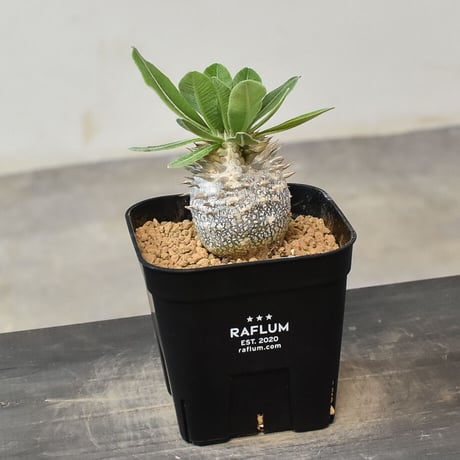 恵比寿大黒×ホロンベンセ　invisibleink 恵比寿大黒×ホロンベンセ invisibleink 恵比寿大黒×ホロンベンセ