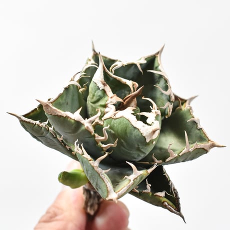 【子株付き】アガベ チタノタ "精品清櫻" 【台湾 dragon agave産/抜き苗/中株】DG2402824(T) A