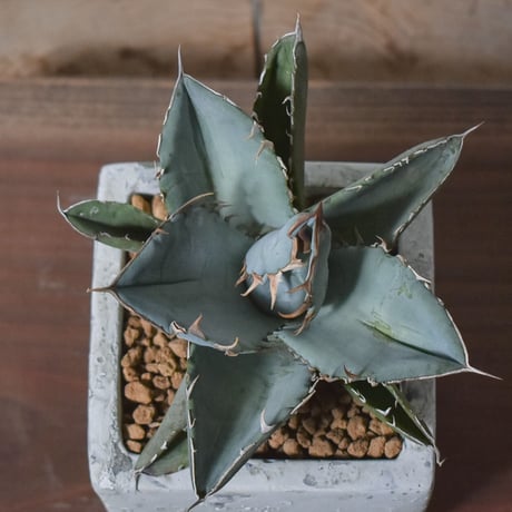 アガベ チタノタ ホワイト【白肌】RF22778