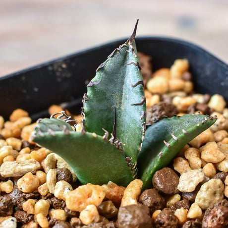 アガベ チタノタ "黒犀牛" 【台湾 dragon agave産/発根済/子株】DG2401593