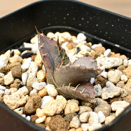 【RAFLUM育成株 5個セット】アガベ Mexico oteroi seeding / オテロイ実生 メキシコ産  【RAFLUM産/実生/子株】B3