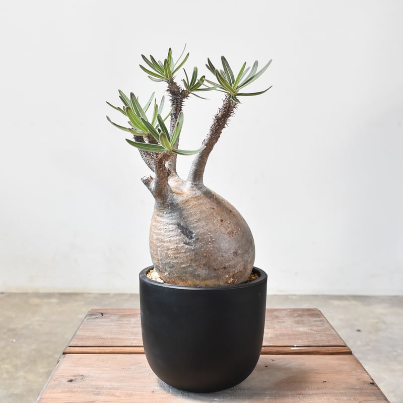 パキポディウム グラキリス 【現地球/発根済み】B HK2402382(T) | RAFLU