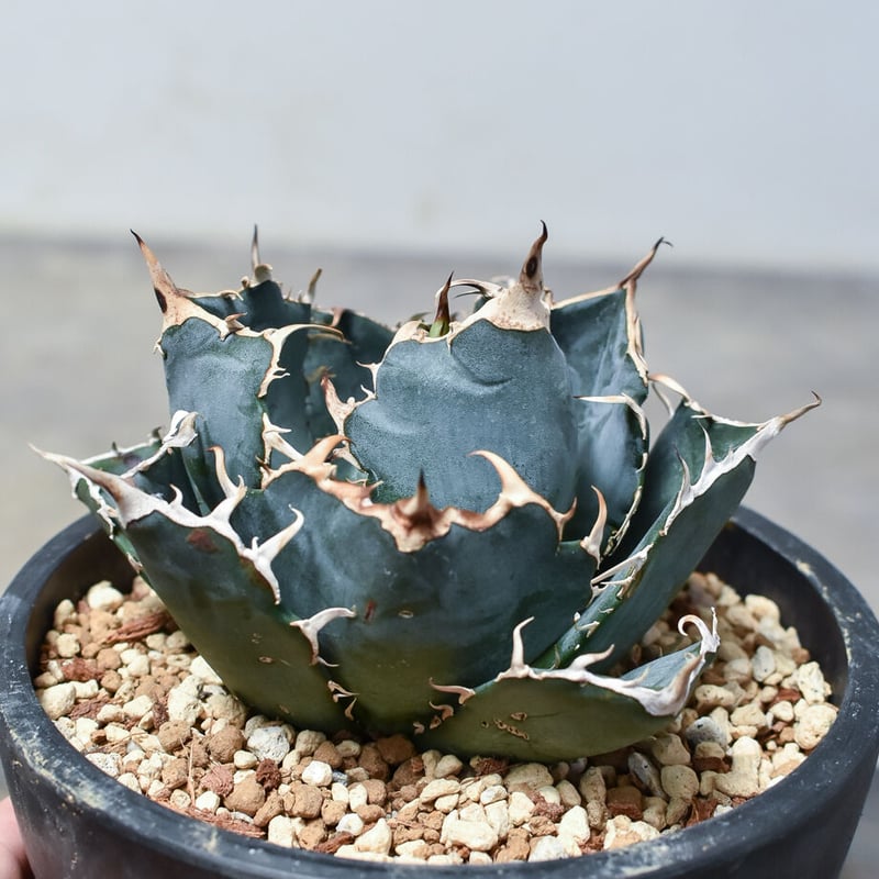 アガベ チタノタ 