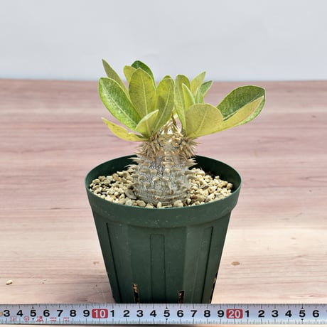 パキポディウム・デンシカウレ "恵比寿大黒"【実生】RFHK-337