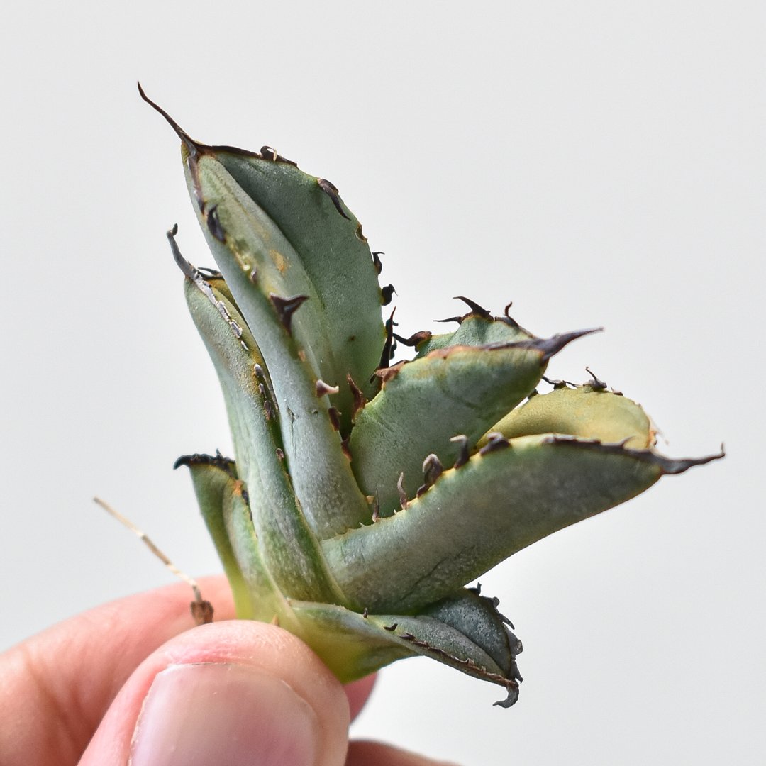 アガベ　チタノタ　ソルティードッグ親株　オテロイ実生　チーター　毒蛇　皇冠 アガベ チタノタ ソルティードック 