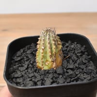 ケラリアピグマエア　発根済 fit=scale-down,w=1200