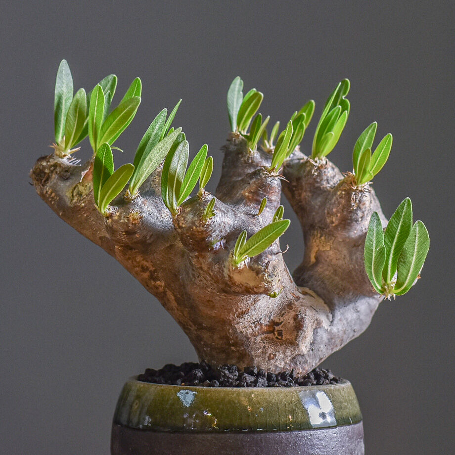 現地球】パキポディウム ブレビカリックス【発根済】