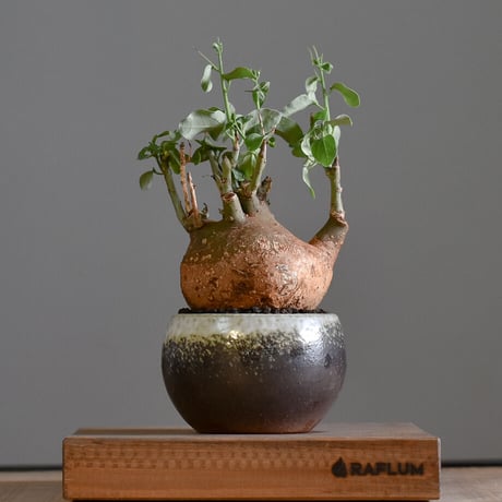 CATEGORY スピノーサ | RAFLUM / ラフラム｜東京、大阪の塊根植物