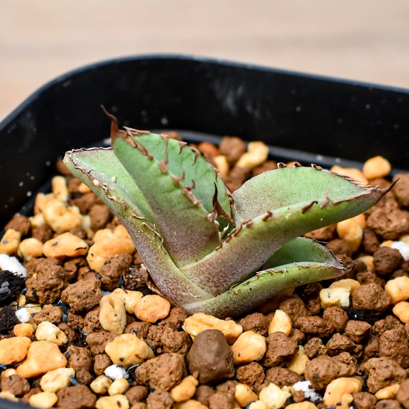 アガベ ウリエル実生 子株 【公式通販】