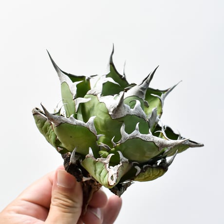 アガベ チタノタ "精品ハデス" / 精品黒帝斯、精品恐竜牙歯 【台湾 dragon agave産/中株/抜き苗】B