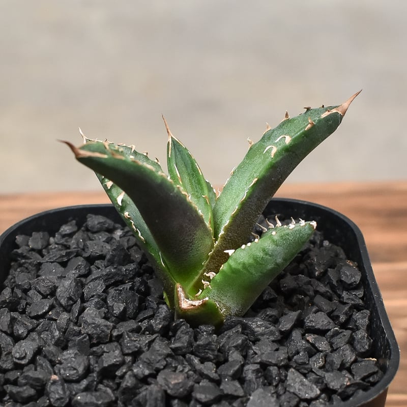 アガベ チタノタ ホワイトファイヤー アガベ チタノタ ホワイトファイヤー