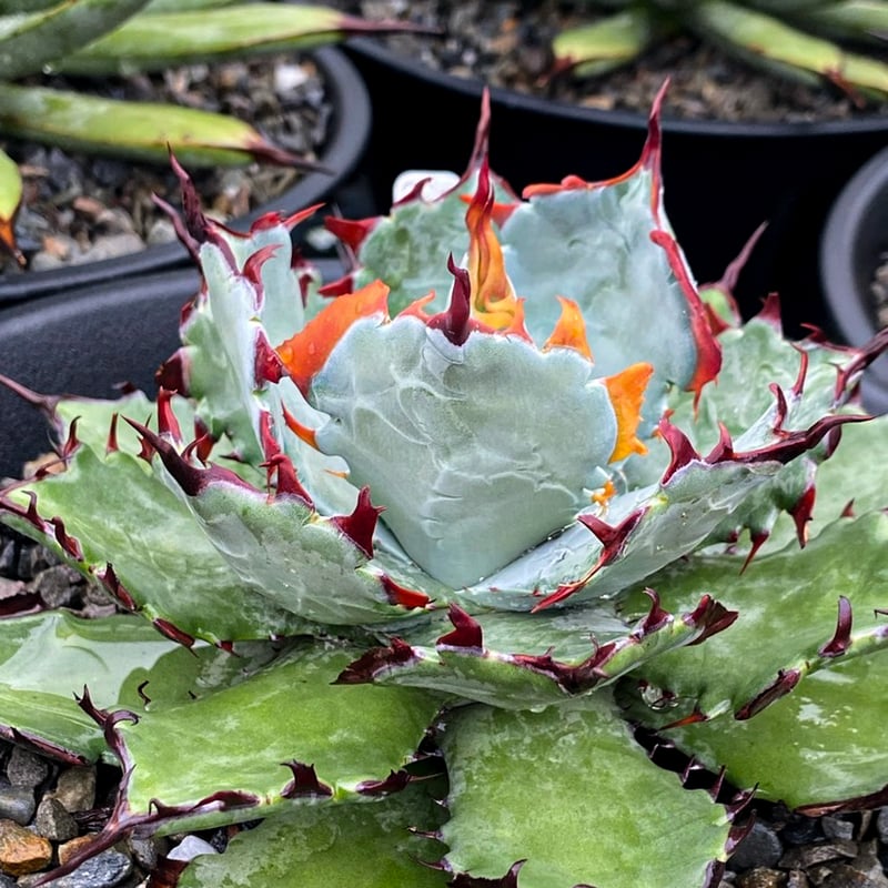 アガベ ハイブリット 