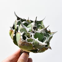 ユタエンシス エボリスピナ×ブラックアンドブルー【カリフォルニア産