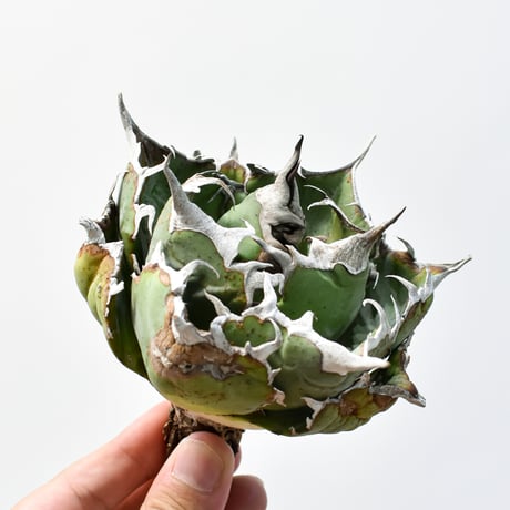 ベアルート | STORES