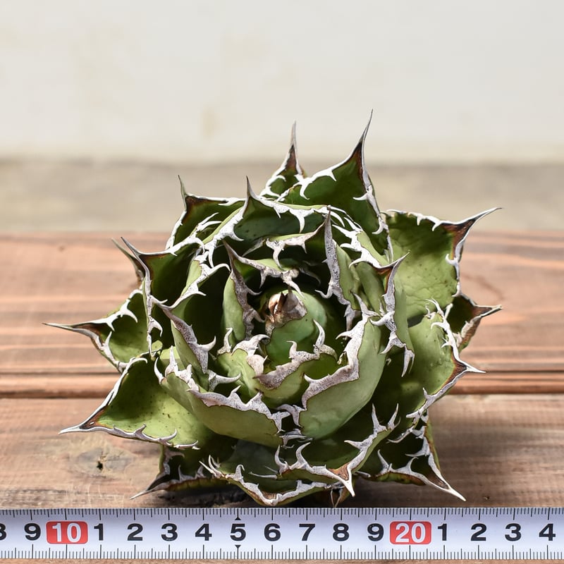 アガベ チタノタ 