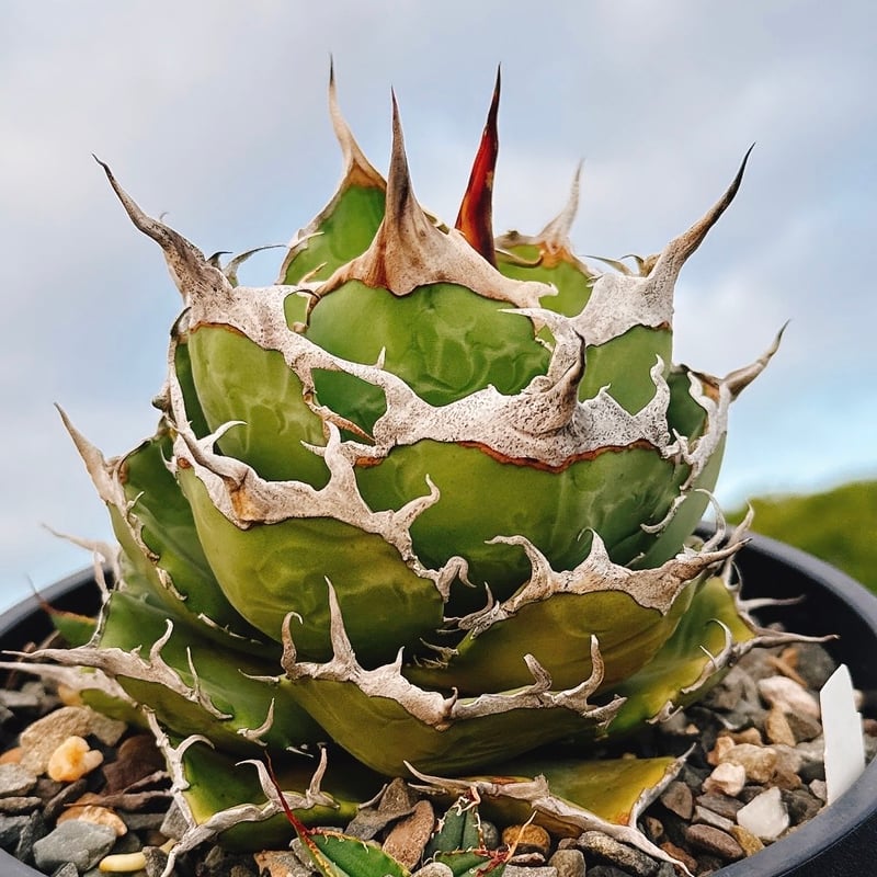 国内初リリース】アガベ チタノタ 