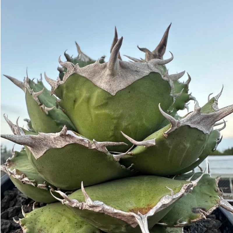 アガベ チタノタ 大黄蜂 バンブルビー OC 親株 【Priki Plants】 アガベ チタノタ 大黄蜂 バンブルビー OC 親株 【Priki Plants】