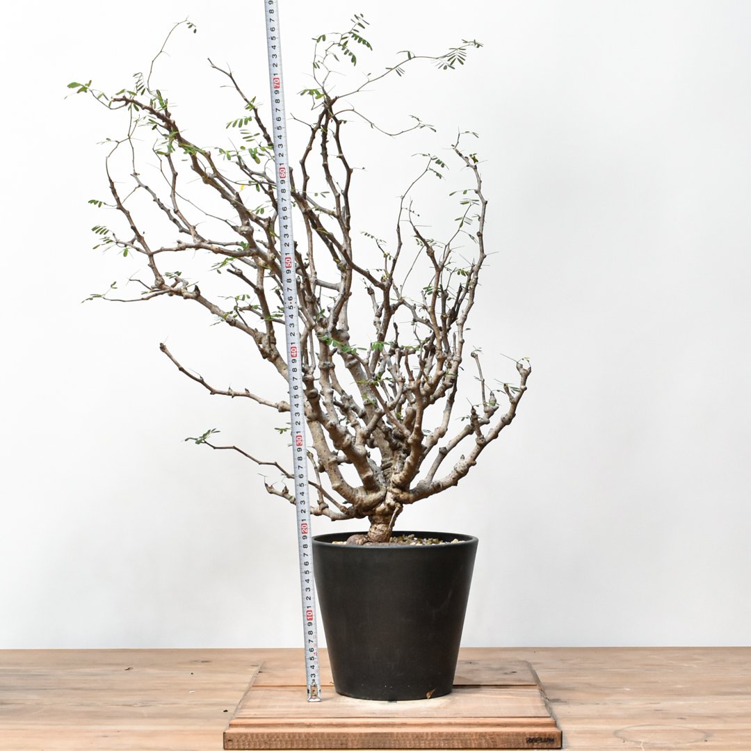 センナ　メリディオナリス　大株 センナ センナメリディオナリス 大株 美株 発根済 【公式通販】