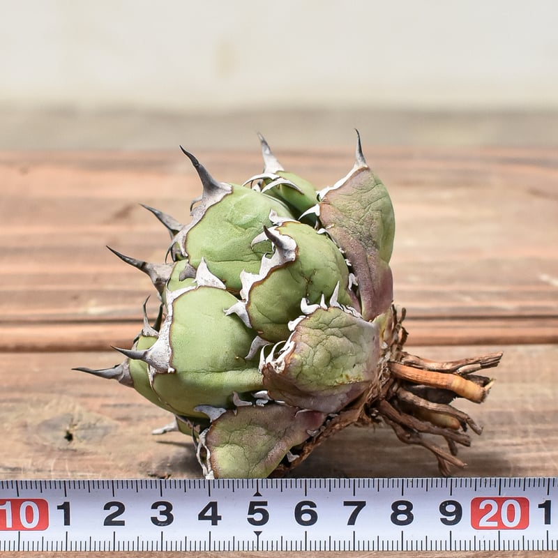 アガベ チタノタ 