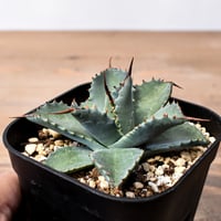 RAFLUMコレクション】アデニア ペチュエリー【現地球/発根済