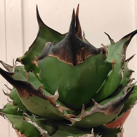 アガベ チタノタ  DENNIS040 "キングアーサー同血統"  【台湾産/抜き苗/子株】B DS2400521