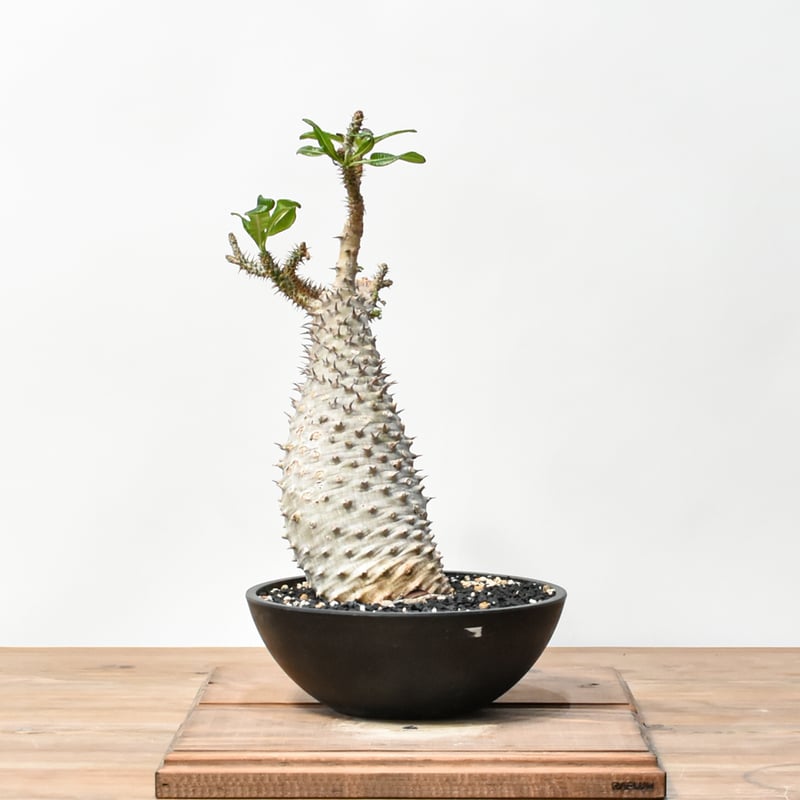 RAFLUMコレクション】パキポディウム アンボンゲンセ 