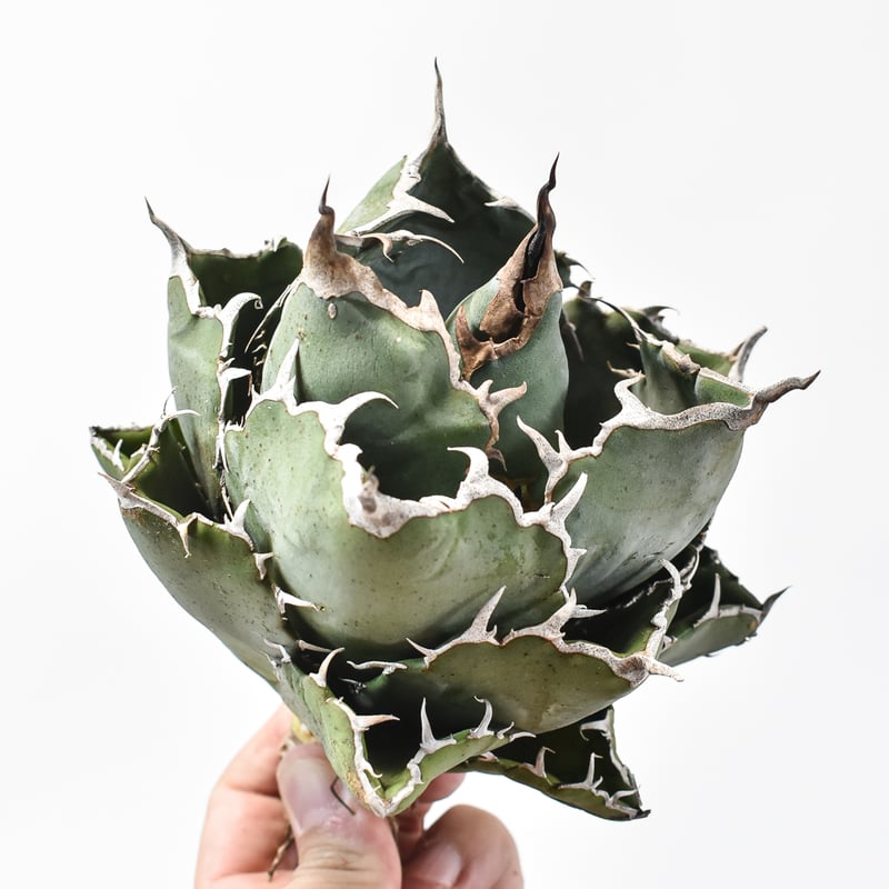 アガベ チタノタ “ボールタイプ白鯨” 【台湾 dragon agave産/発根済み