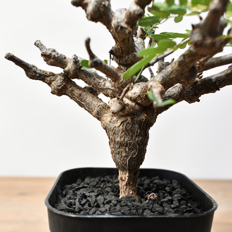 センナメリディオナリス 250826 センナメリディオナリス 250826