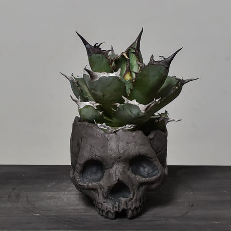Matasuke Tatsumi（TEATOYA'S GALLERY）【Skull pot Black】type B
