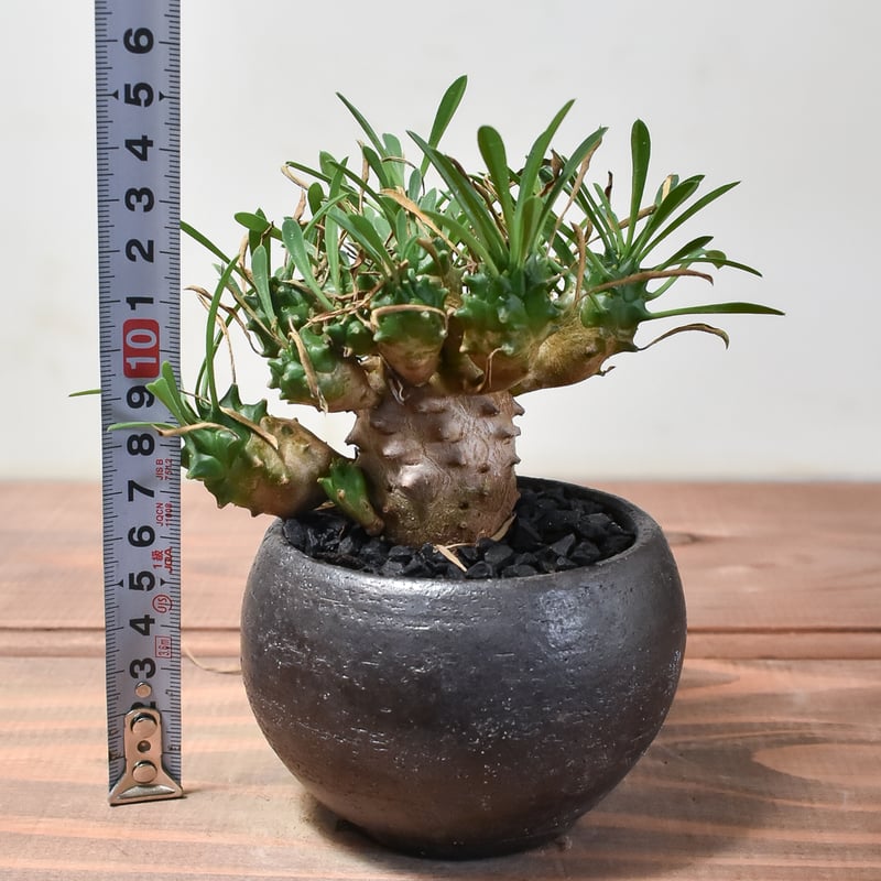 ユーフォルビア ガビザン 