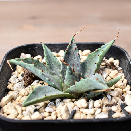 アガベ ハイブリット "邪霊" (特白肌怒雷神×血妖) 【台湾botanical_seeker産】B RF25011745