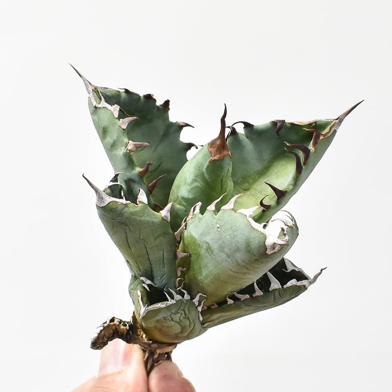 アガベ チタノタ 