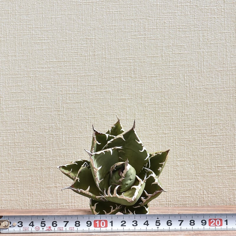 アガベ チタノタ 小島白刺【台湾 dragon agave産/抜き苗/中株