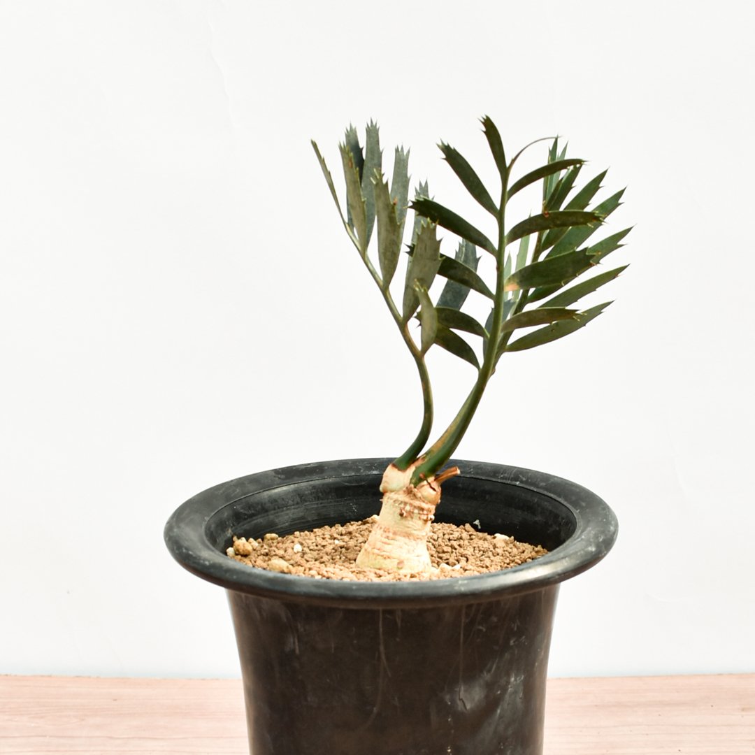 国際希少野生動植物種登録票付】エンセファラルトス レーマニー RFHK