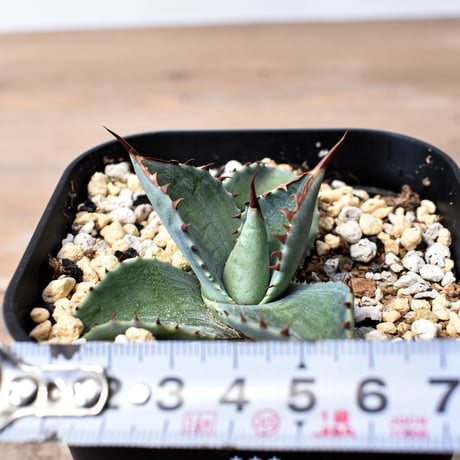 アガベ ハイブリット 曙光 ×（パラサナ、イシスメンシス）【台湾botanical_seeker産】B RF25011573