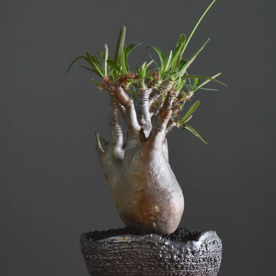 パキポディウム グラキリス 二頭【イチ押し！パキポディウム系の