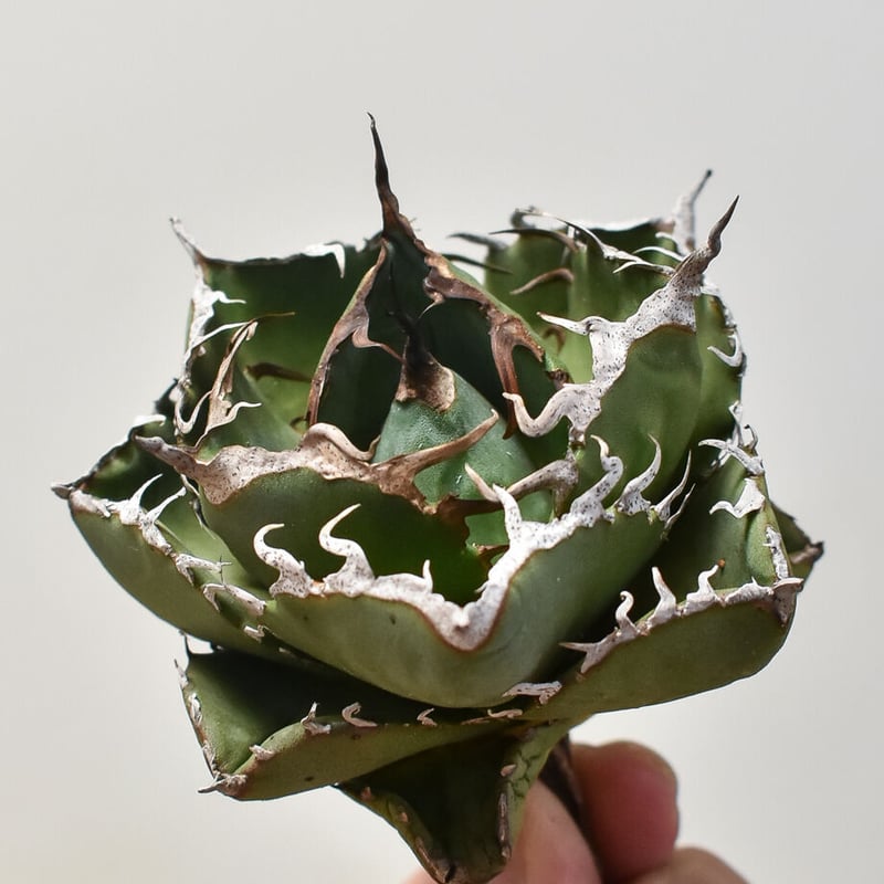 アガベ チタノタ 